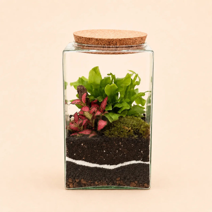 Terrarium Musae con fittonia rosa, felce verde e muschio naturale in contenitore di vetro con tappo in sughero.