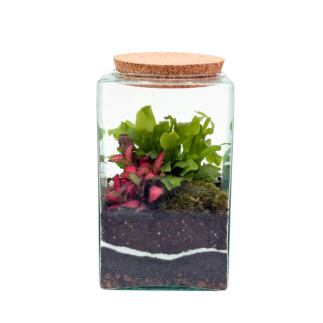 immagine che mostra il risultato finale di un terrarium finito 