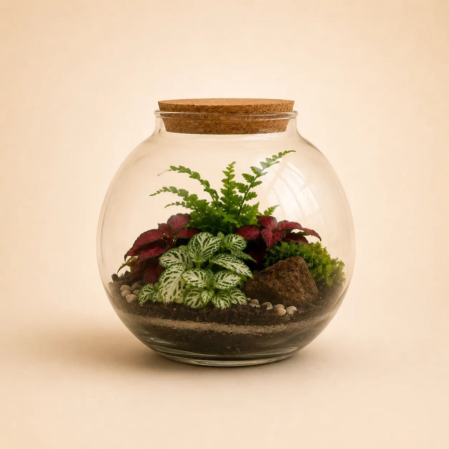 Terrarium in vaso di vetro con tappo in sughero composto da Fittonia bianca, felce verde, piante tropicali rosse e muschio decorativo.