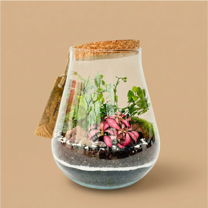 Terrarium sferico in vetro con tappo in sughero contenente piante tropicali, muschio e substrato decorativo, terrario ornamentale da interno