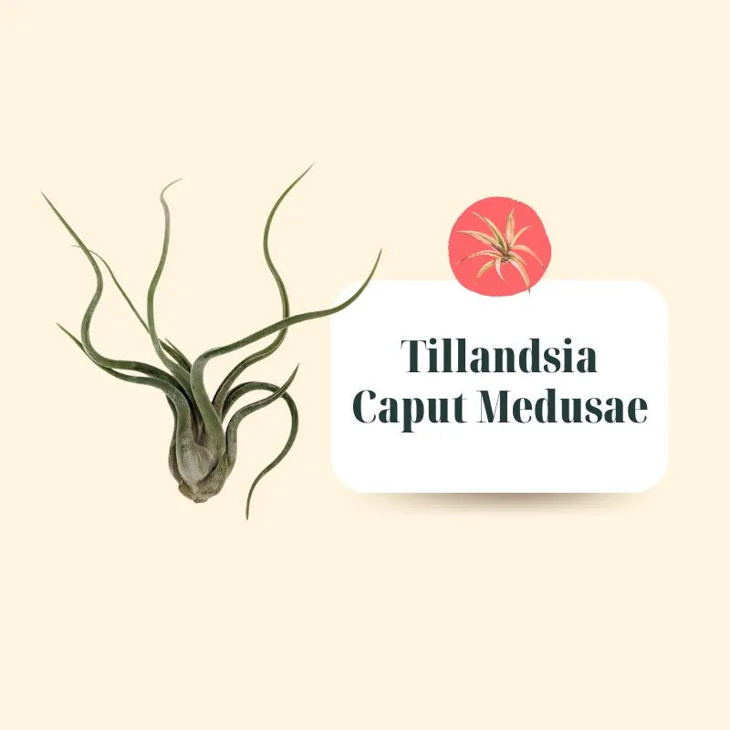 Set Tillandsie Premium – L