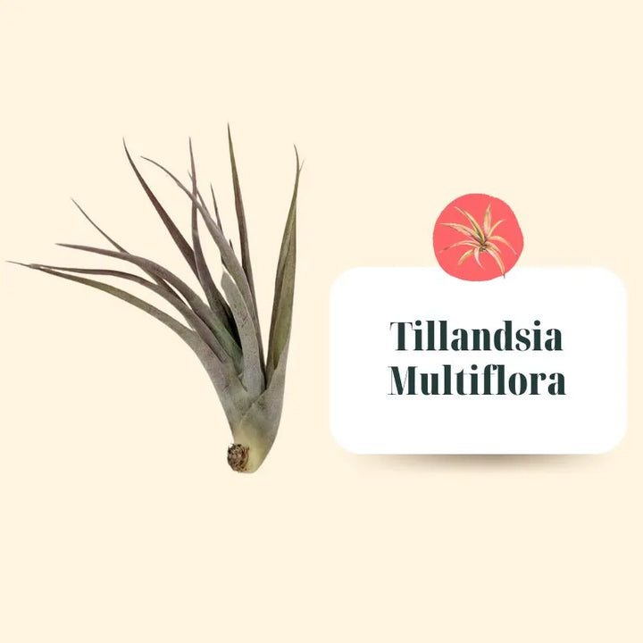 Set Tillandsie Premium – M