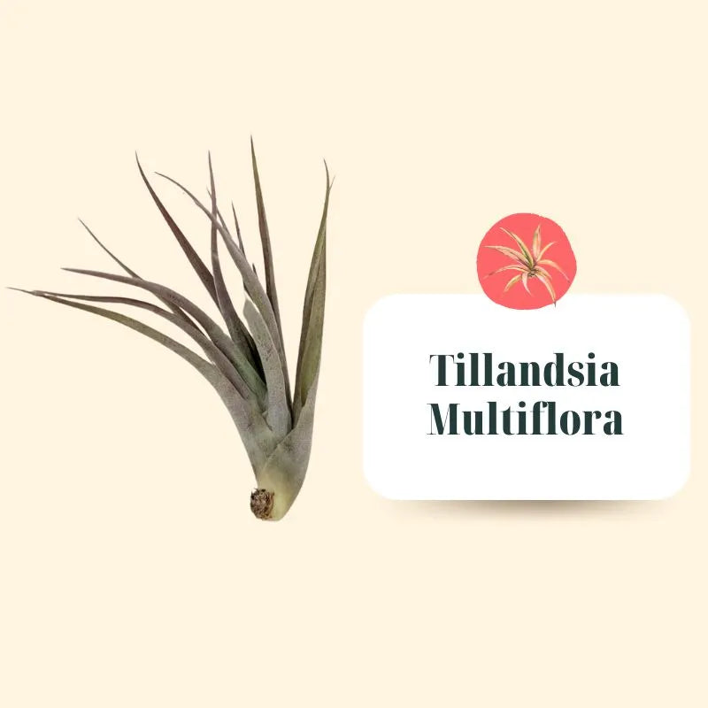 Set Tillandsie Premium – L