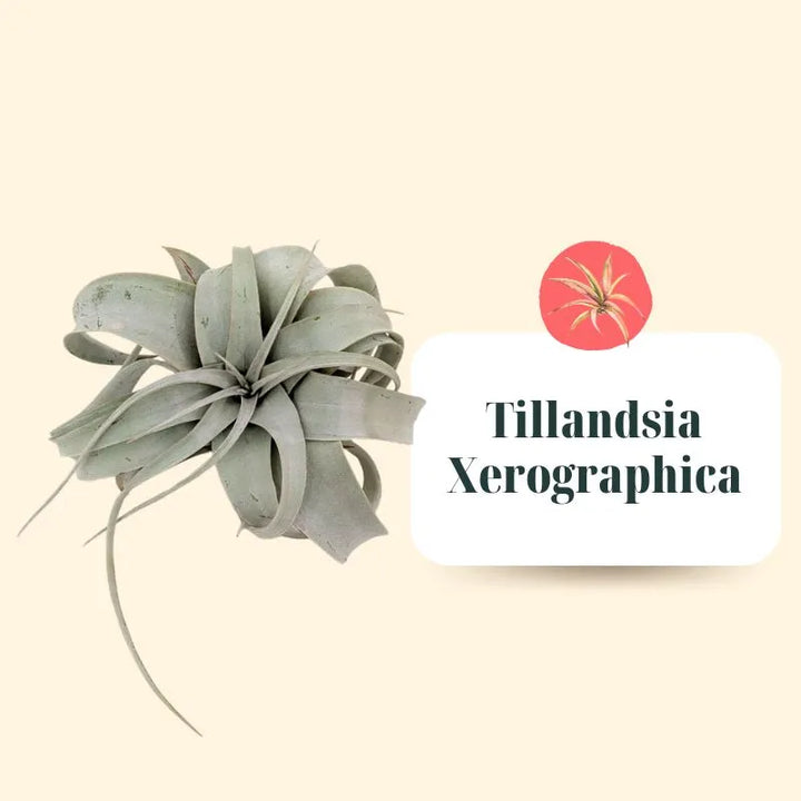 Set Tillandsie Premium – S