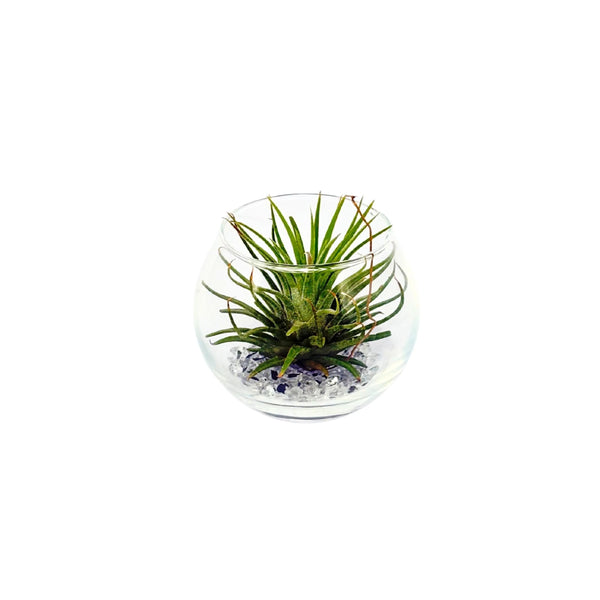 Tillandsia mix in vetro D. 5 cm H. 5.5 cm