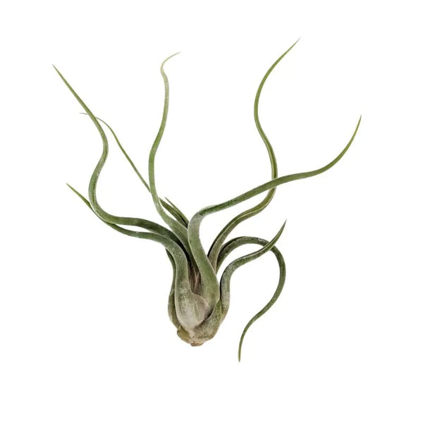 Tillandsia caput medusae