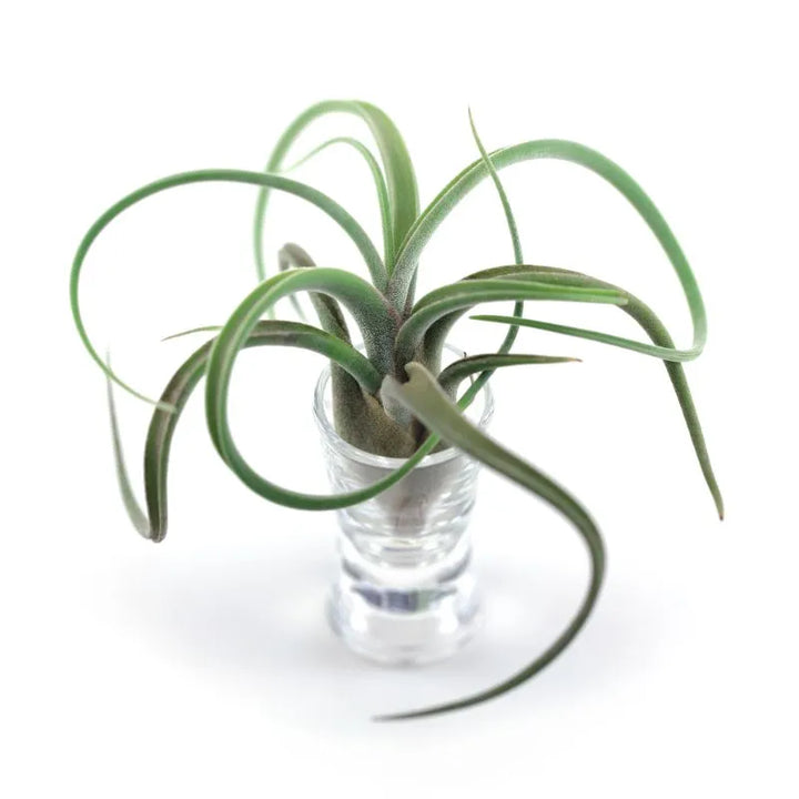 immazine che mostra la Tillandsia su un tavolo 