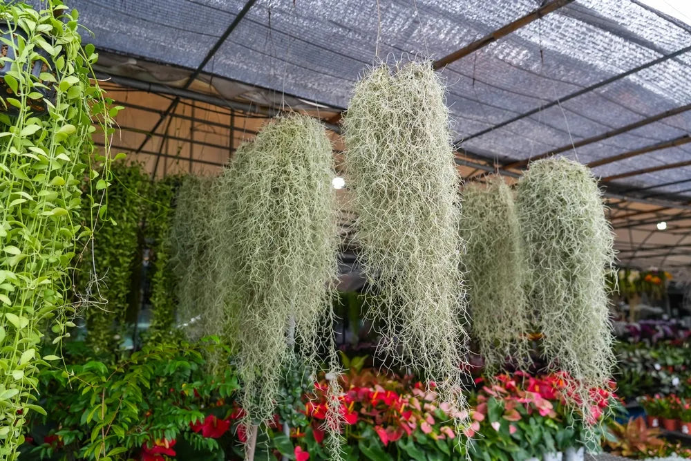 Tillandsia Usneoides (Spanish Moss) 8/10 B L - i Giardini di Giulia  