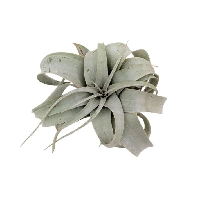 primo piano della Tillandsia xerographica 
