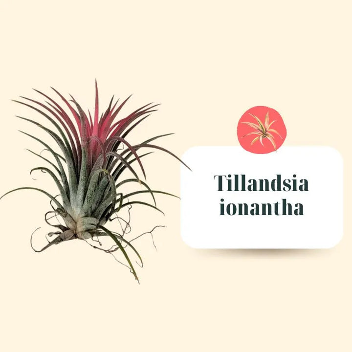 Set Tillandsie Premium – L