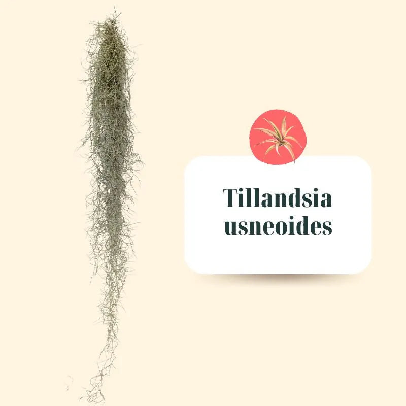 Set Tillandsie Premium – M
