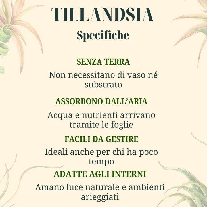 Piante aeree - infografica sulle specifiche di cura delle Tillandsia