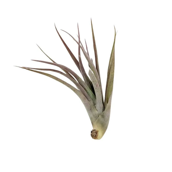 Tillandsia Multiflora - pianta aerea decorativa con foglie verdi-grigiastre