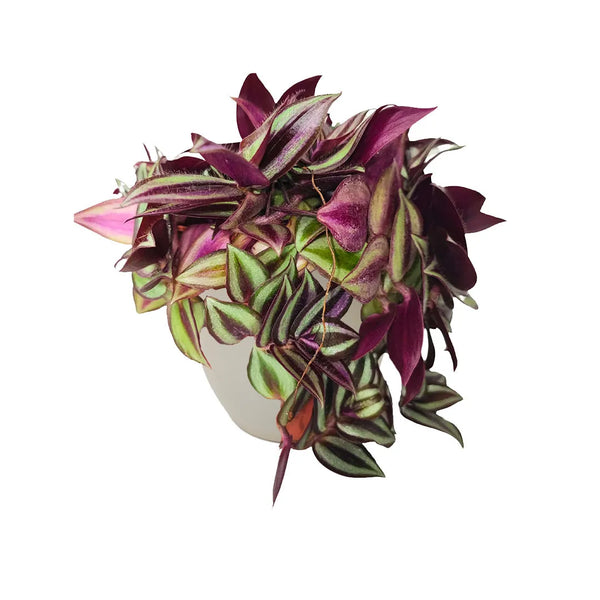 Tradescantia Zebrina