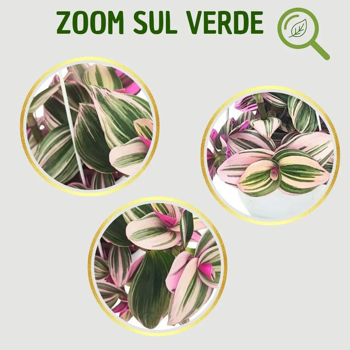 Tradescantia Nanouk colori - infografica sfumature rosa, verde e lilla delle foglie