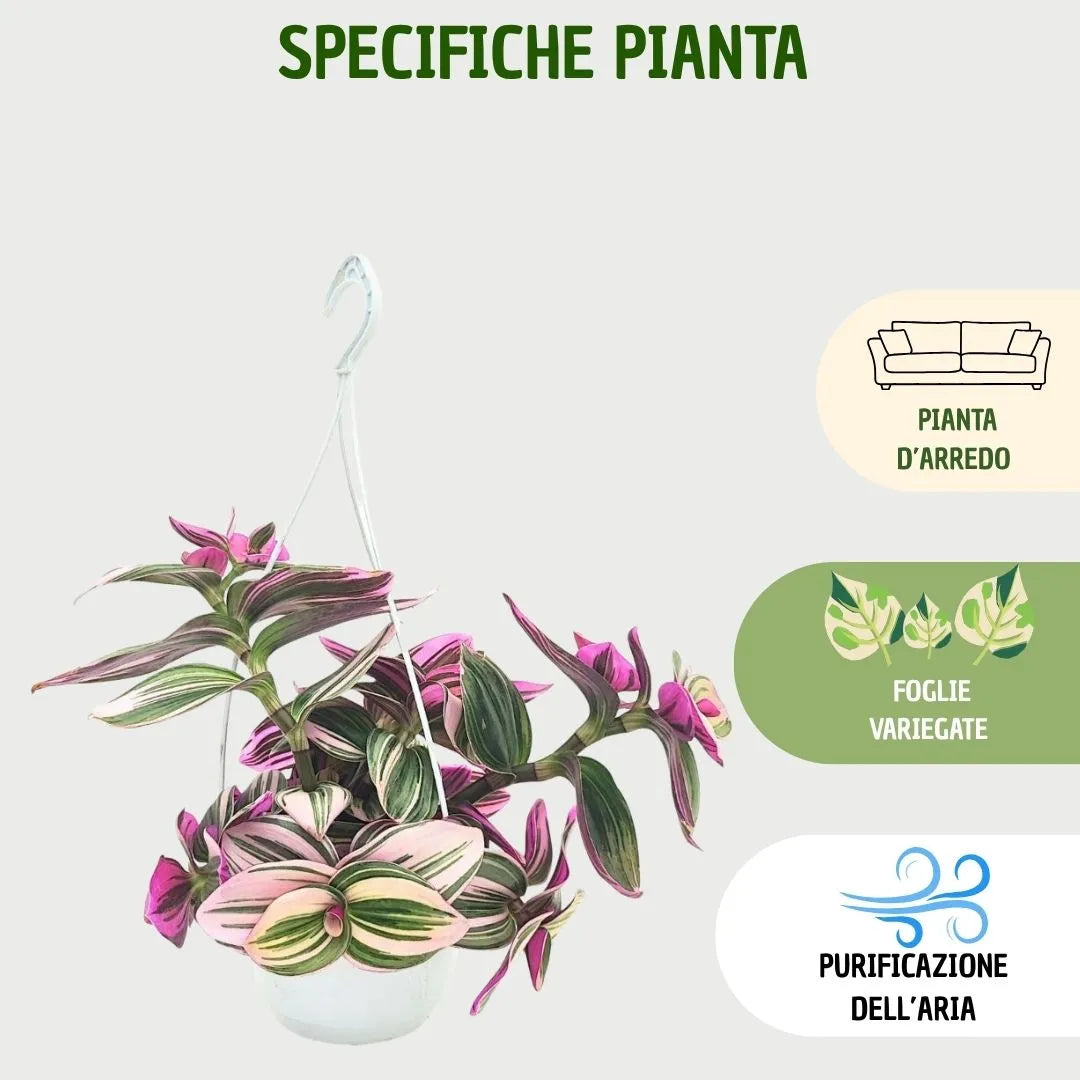 Cura Tradescantia Nanouk - infografica specifiche sulla pianta e la sua manutenzione