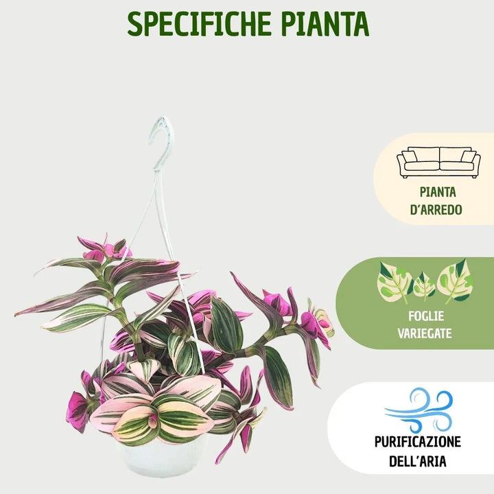 Cura Tradescantia Nanouk - infografica specifiche sulla pianta e la sua manutenzione