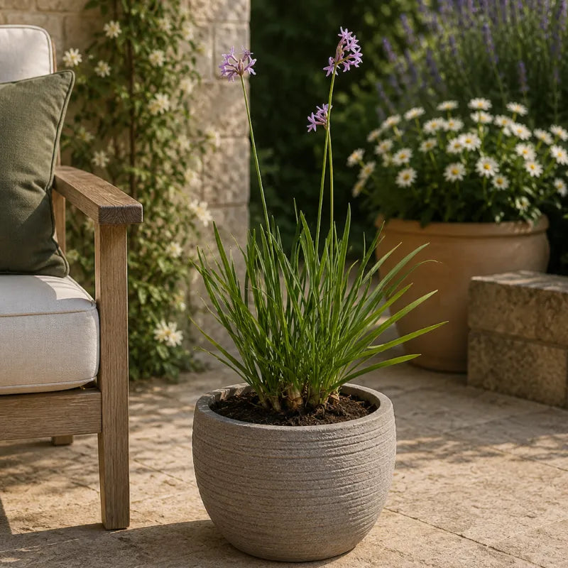 tulbaghia violacea ornamentale in vaso su patio mediterraneo luminoso