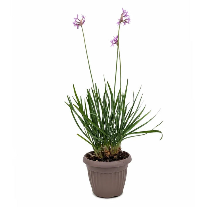 tulbaghia violacea con fiori lilla in vaso marrone su sfondo neutro