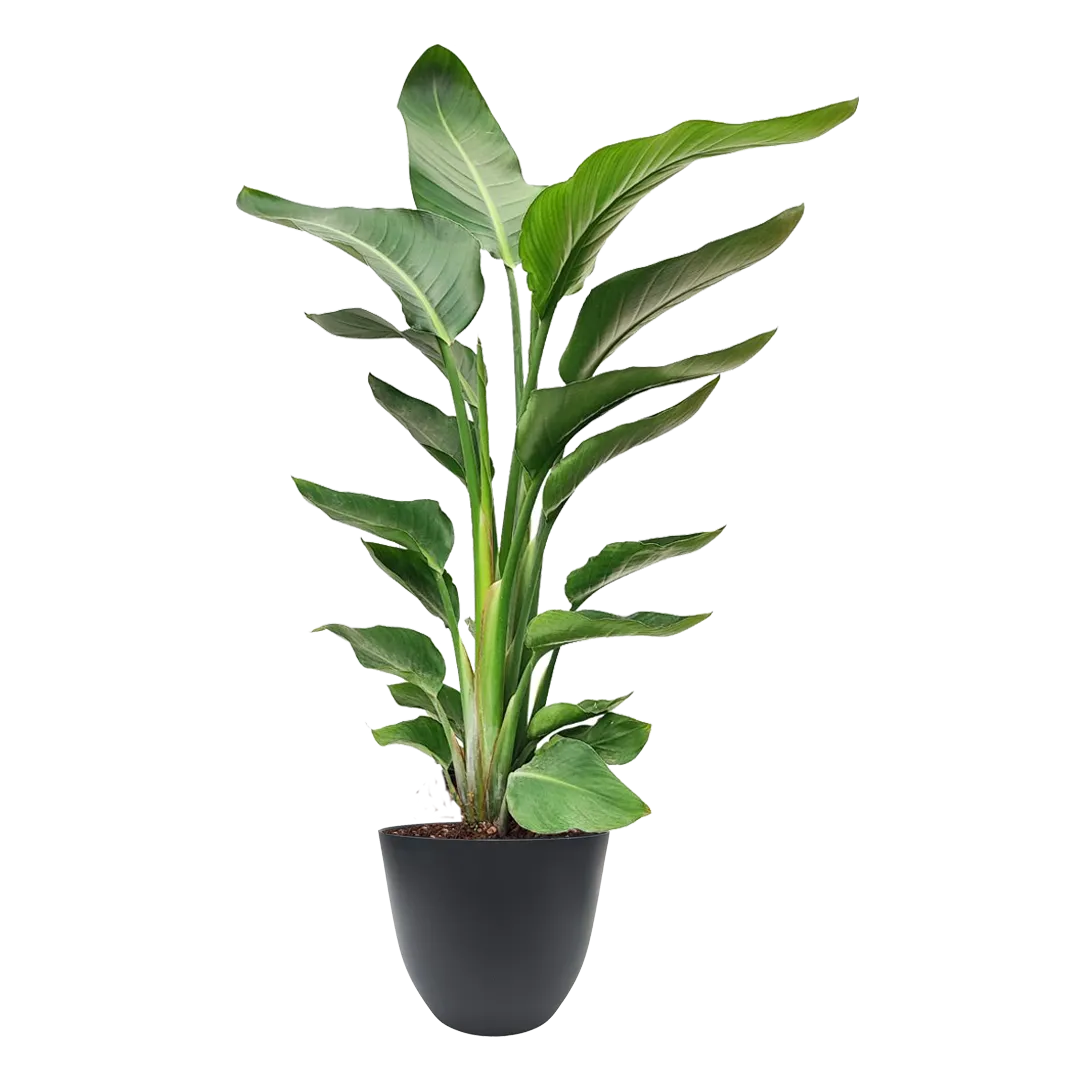 Strelitzia Nicolai - foglie grandi in vaso antracite riciclato