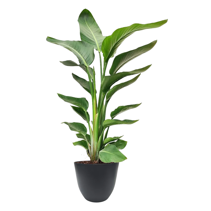Strelitzia Nicolai - foglie grandi in vaso antracite riciclato