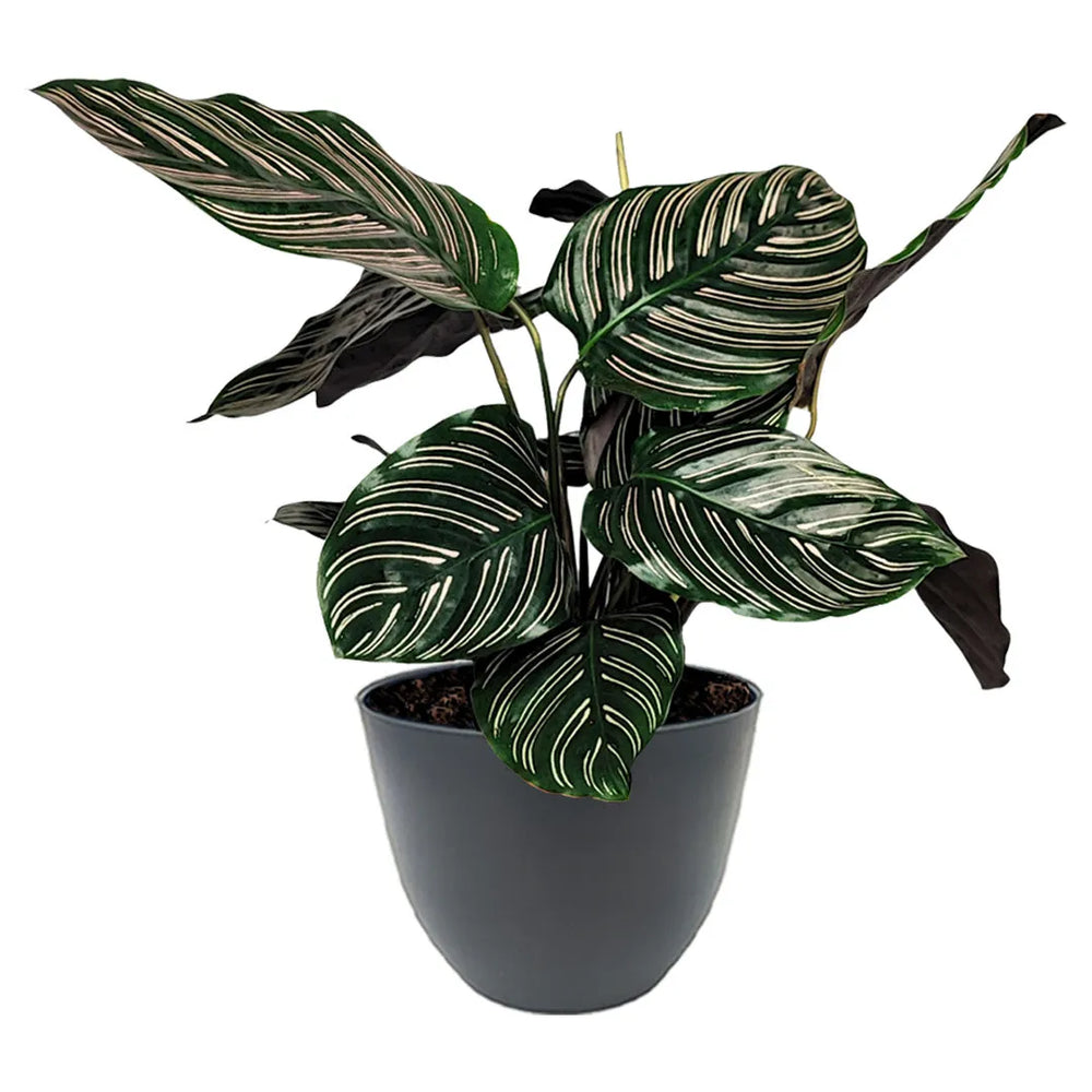 Calathea Ornata foglie - dettaglio delle foglie con venature rosa vibranti
