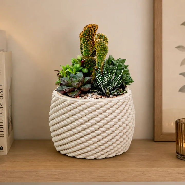 Composizione DesertiKa Carina con Haworthia, cactus Opuntia e succulente decorative in vaso artigianale color crema, perfetta per mensole e mobili da interno.