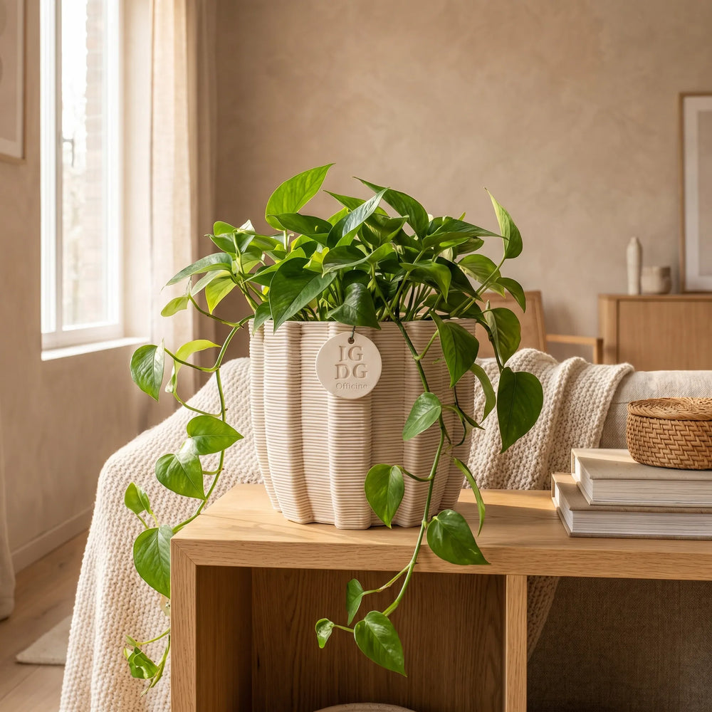 vaso in ceramica artigianale con pianta verde da interno su mobile in legno stile moderno