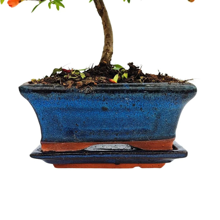 Vaso smaltato blu elegante che ospita il Bonsai Melograno Nana, con texture del vaso in evidenza