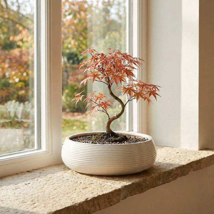 Vaso ovale in ceramica beige con bonsai su davanzale illuminato da luce naturale