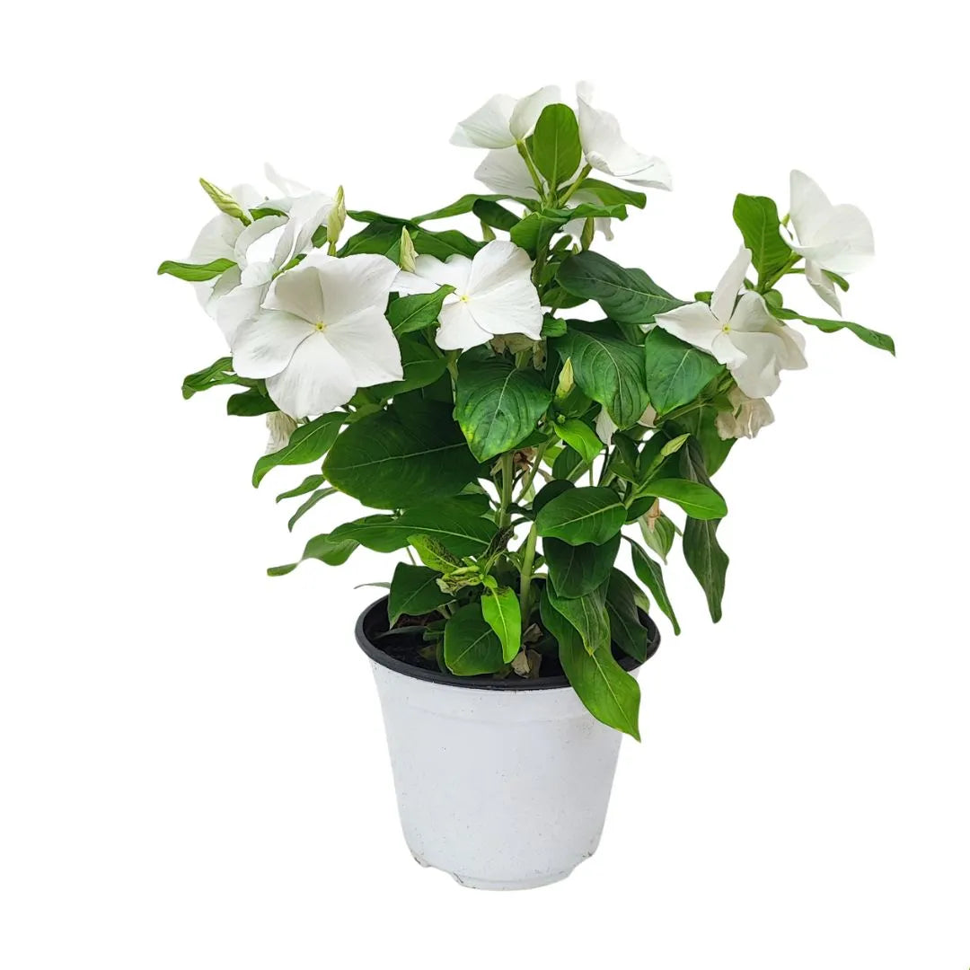 Vinca Eretta - pianta con fiori bianchi in vaso da 14 cm, pronta per il trapianto