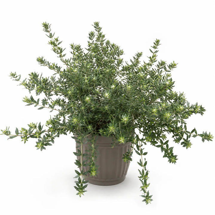 Westringia fruticosa in vaso da vivaio isolata su sfondo bianco, arbusto sempreverde con fogliame compatto verde-grigio ideale per siepi, bordure e terrazzi.