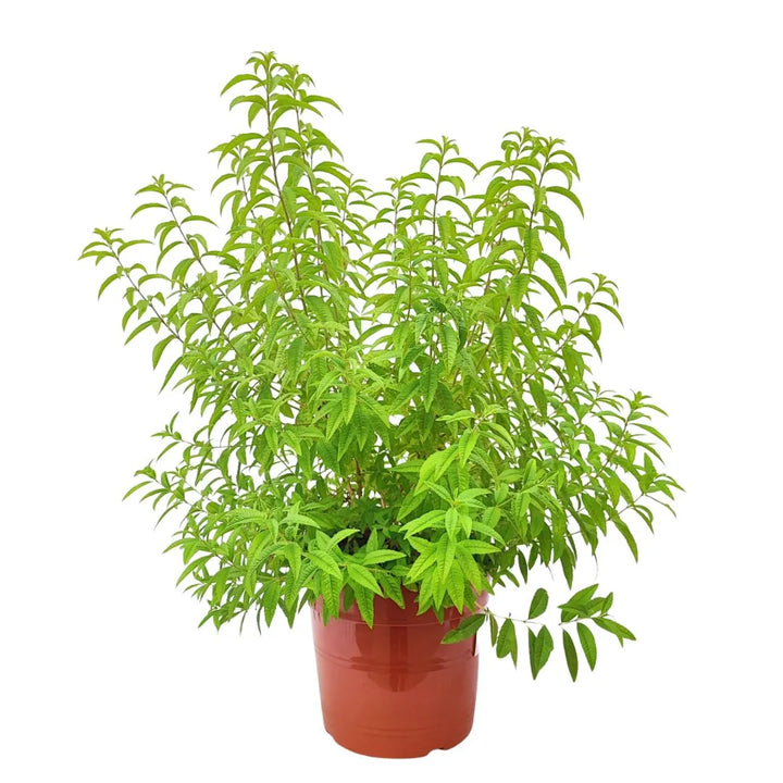 Lippia Citrodoro - pianta aromatica in vaso da 24 cm, vista frontale su sfondo neutro