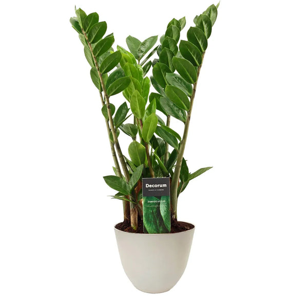 Zamioculcas Zamiifolia Vaso D.14 cm
