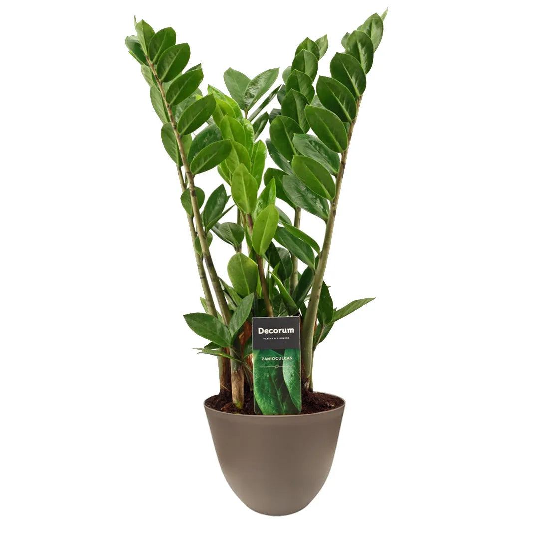 Zamioculcas zamiifolia vaso - pianta da interno con vaso tortora in plastica riciclata, ideale per ambienti moderni