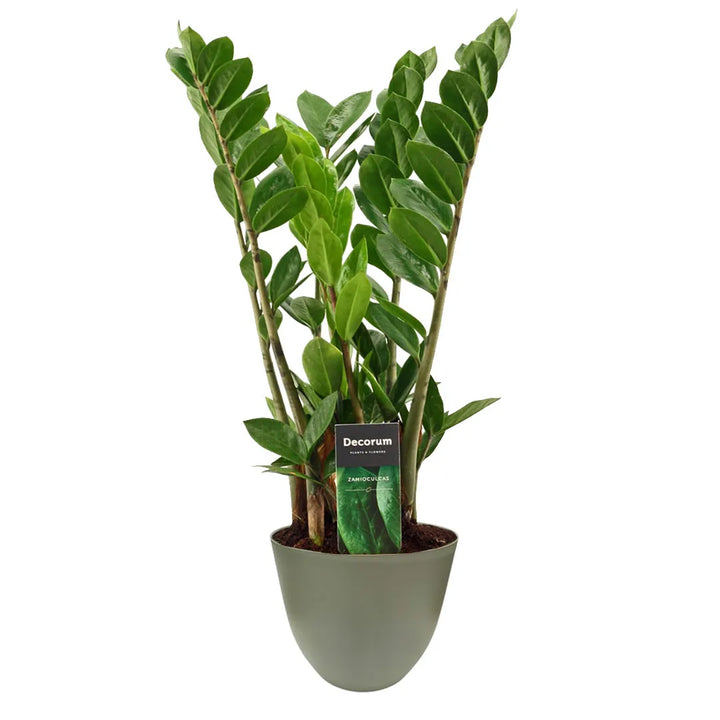Zamioculcas zamiifolia (pianta zz) - pianta da interno con vaso riciclato verde salvia, per arredamento green minimal