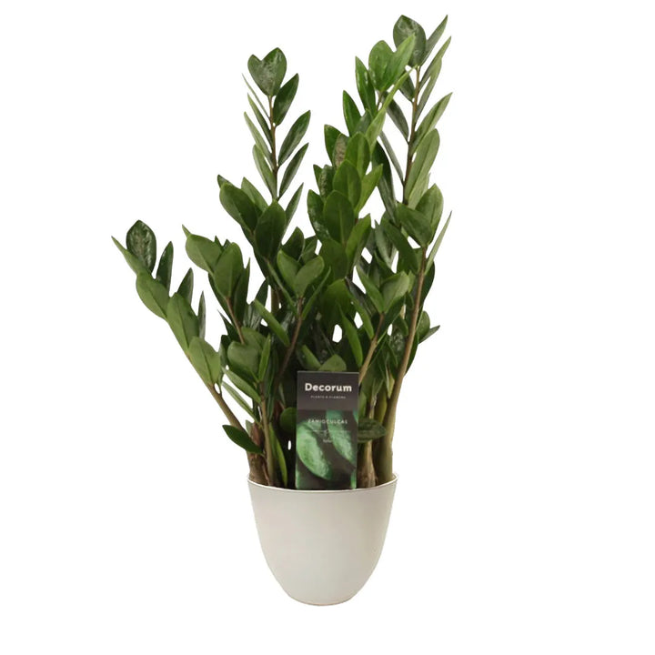 Zamioculcas zamiifolia 45cm - pianta da interno con vaso avorio
