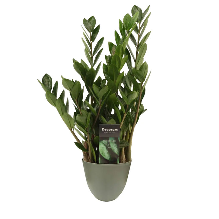 Zamioculcas zamiifolia 45cm - pianta in vaso verde rosmarino