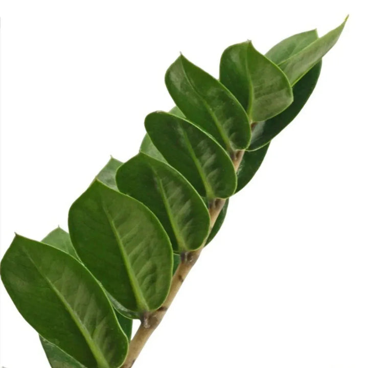 Zamioculcas zamiifolia - dettaglio delle foglie verdi e lucide