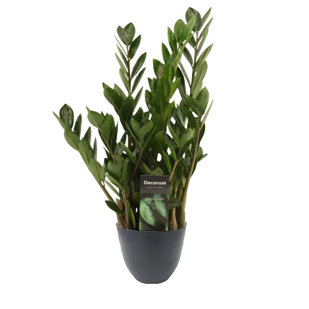Zamioculcas zamiifolia - pianta con foglie lucide in vaso antracite