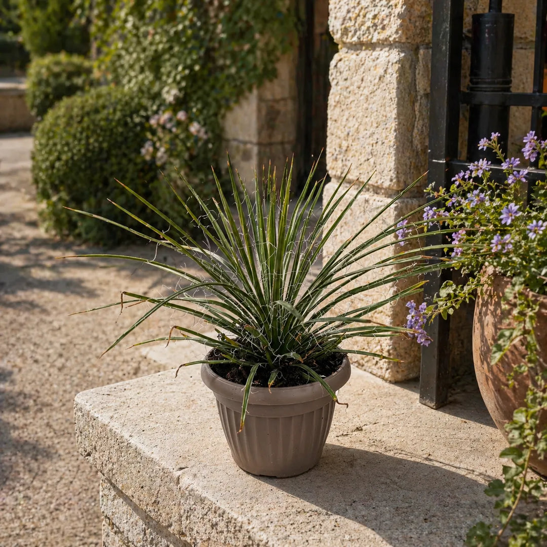 Agave filifera pianta mediterranea in vaso ideale per giardino e arredo esterno
