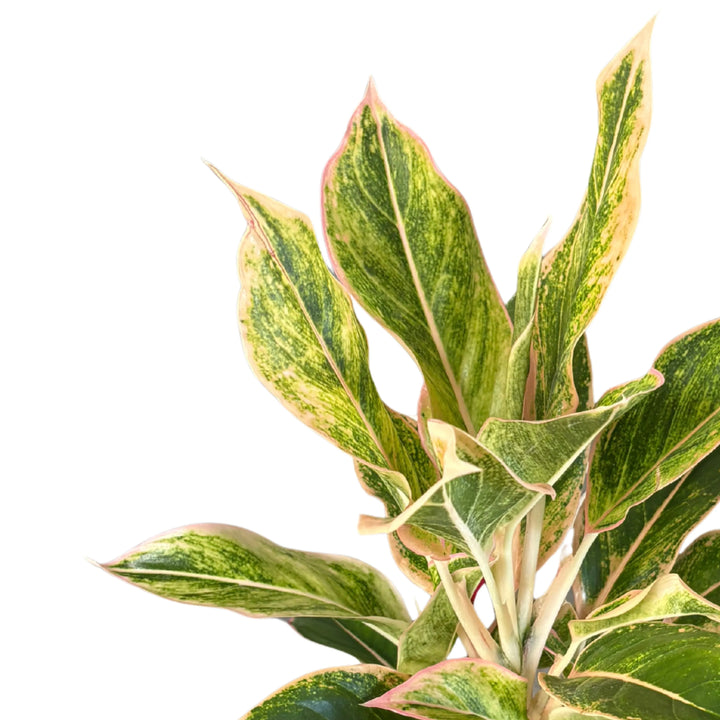 Dettaglio ravvicinato delle foglie dell'Aglaonema Creamy Tricolor, con sfumature rosa e crema su fondo verde brillante.