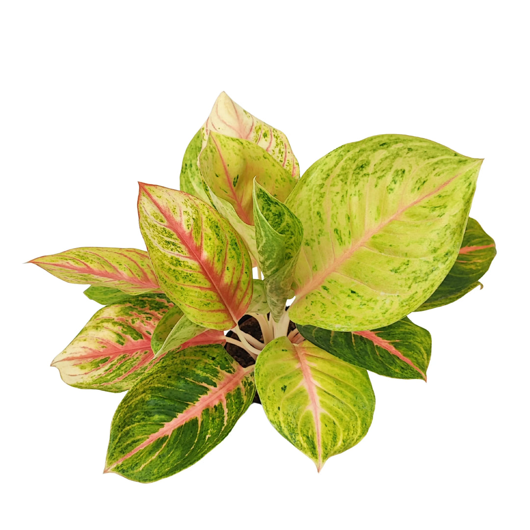 Vista dall’alto della Aglaonema Dong Heng, pianta da interno con foglie variegate e stelo rosa chiaro.