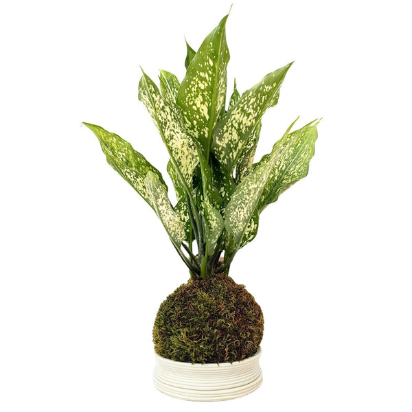 Kokedama Aglaonema First Diamond