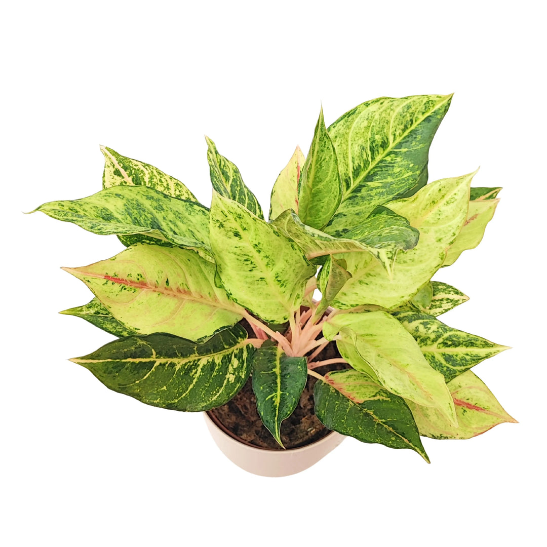 Vista dall’alto dell’Aglaonema Lucky, pianta ornamentale con foglie ampie e variegatura intensa.