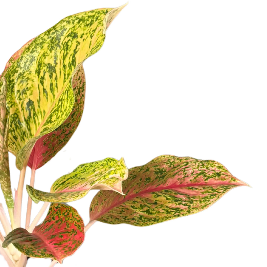 Dettaglio foglie di Aglaonema Maha, con sfumature rosa e verde screziato, pianta ornamentale tropicale