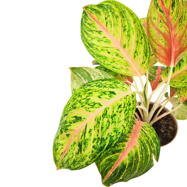 Dettaglio ravvicinato delle foglie di Aglaonema Maha, con venature rosa acceso su fondo verde brillante.