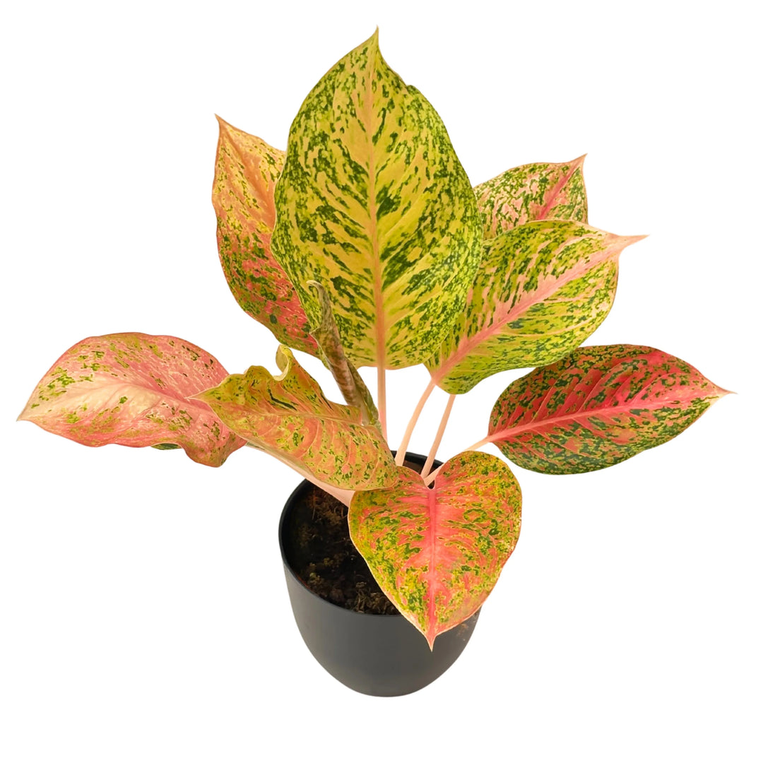 Aglaonema Maha in vaso nero, pianta da interno con foglie variegate giallo-verdi e venature rosa, ideale per ambienti luminosi