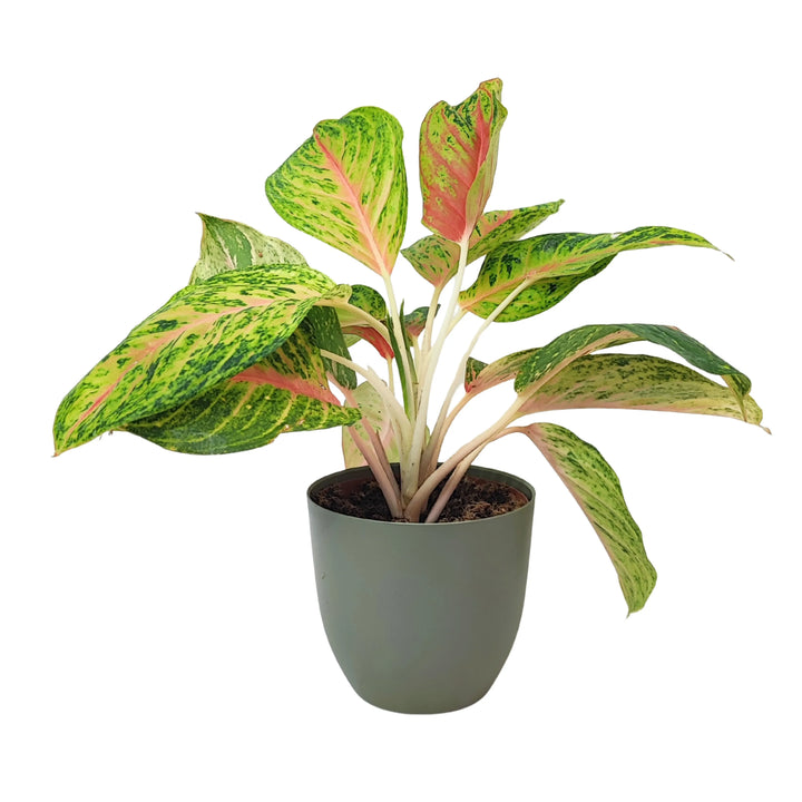 Aglaonema Maha in vaso verde rosmarino, con foglie ornamentali verde chiaro, rosa e verde scuro, ideale per ambienti moderni.