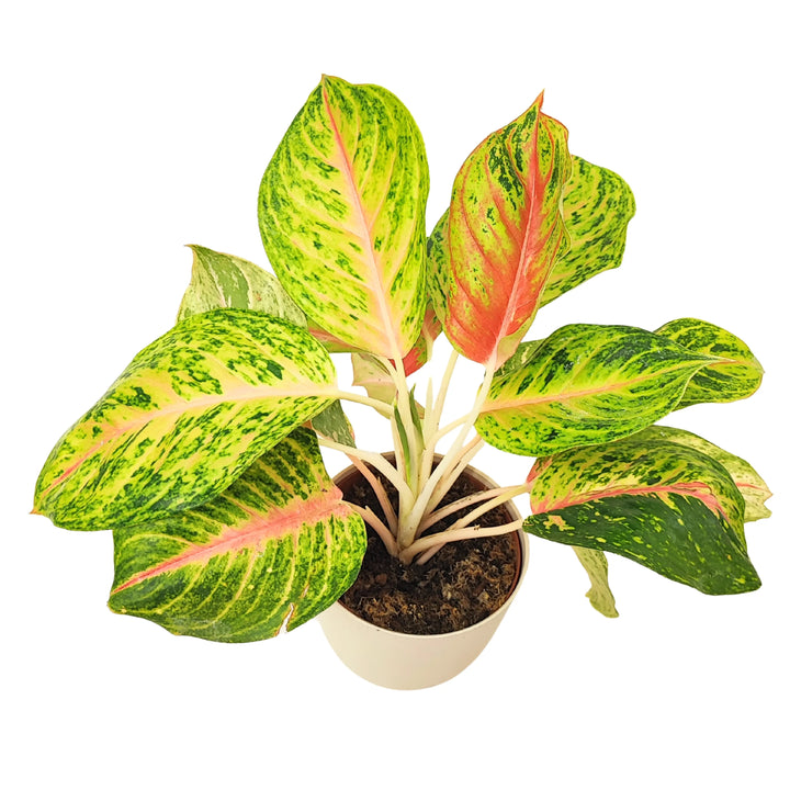Vista dall’alto di Aglaonema Maha con foglie larghe e variegate nei toni del verde e rosa, pianta da appartamento ornamentale.